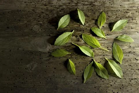 Aromatic herb, kitchen spice, basil leaves plant on wooden background, black Stock Photos