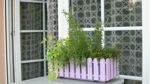 Aromatic herbs  스톡 동영상 96315869