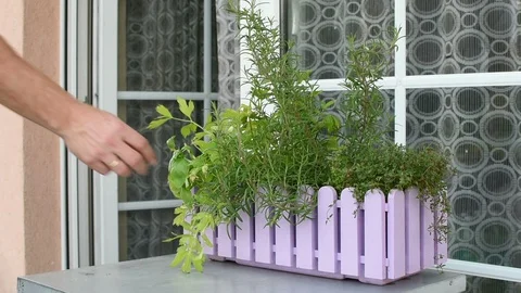 Aromatic herbs  스톡 동영상 96315886