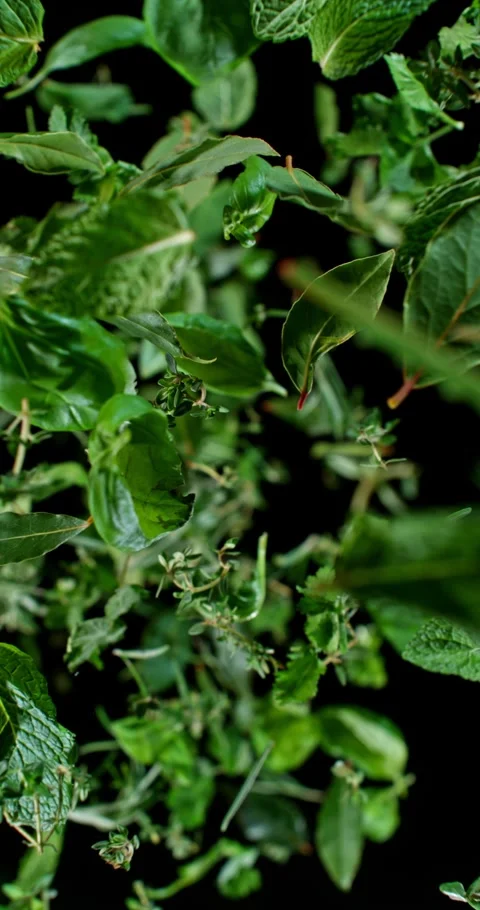 Aromatic herbs leaves falling in ultra slow motion at 1000 fps. Stock Footage 323184484