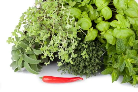 Aromatic herbs Stock Photos