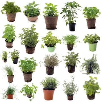 Aromatic herbs Stock-Fotos