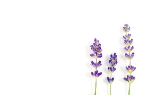 Aromatic Lavender flowers bundle on a white background. Isolated morning Stock Photos