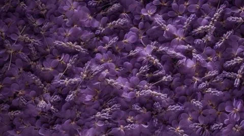 Aromatic Lavender Herbs Horizontal Background. Stock Illustration