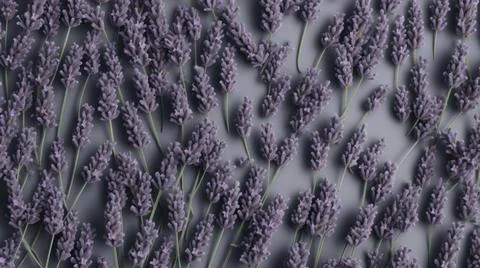 Aromatic Lavender Herbs Horizontal Background. Stock Illustration