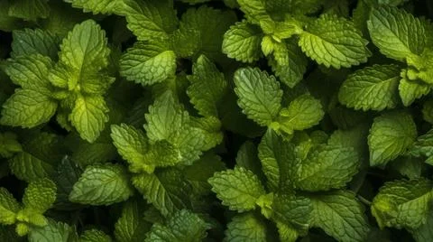 Aromatic Lemon Balm Herbs Horizontal Background. Stock Illustration