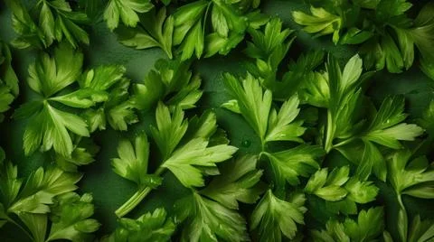 Aromatic Lovage Herbs Horizontal Background. Stock Photos