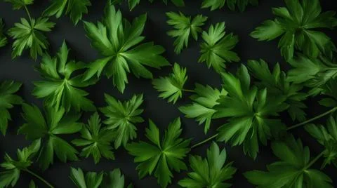Aromatic Lovage Herbs Horizontal Background. Stock Photos