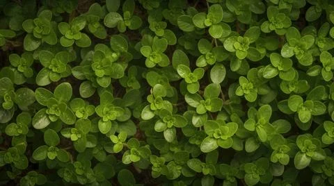 Aromatic Marjoram Herbs Horizontal Background. Stock Illustration