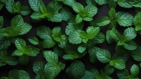Aromatic Mint Herbs Horizontal Background. Stock Photos
