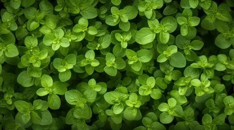 Aromatic Oregano Herbs Horizontal Background. Stock Illustration