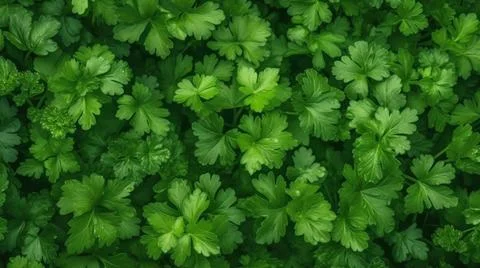 Aromatic Parsley Herbs Horizontal Background. Stock Illustration