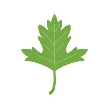 Aromatic parsley icon flat vector. Leaf herb Illustrazione stock