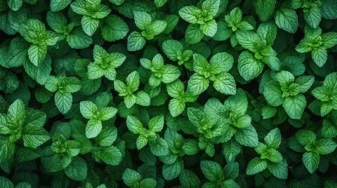 Aromatic Peppermint Herbs Horizontal Background. Illustrazione stock