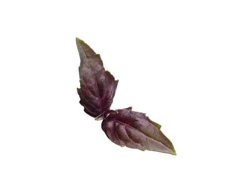 Aromatic red basil sprig isolated on white. Fresh herb Stock Photos