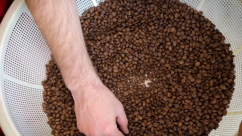 Aromatic roasted coffee beans being checking by professional barista. The Stock Footage 75827042