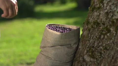 Aromatic roasted coffee beans being held over a bag, hands testing quality. Stock Footage 103585302