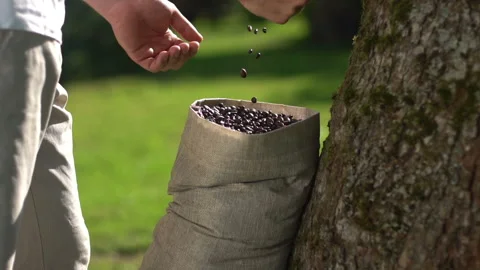Aromatic roasted coffee beans being held over a bag, hands testing quality. Stock Footage 103586646