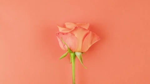 Aromatic rose bud on pink background close up, top view, zoom. Summer bright Stock Footage 244053573