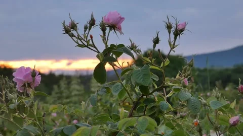 Aromatic rose of Damascene Stock Footage 141464898
