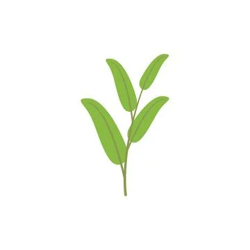 Aromatic sage icon flat vector. Leaf plant Illustrazione stock