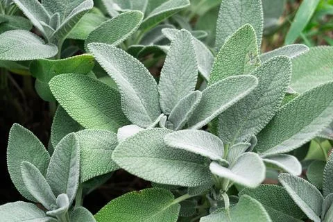  aromatic sage Stock Photos