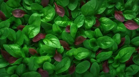 Aromatic Sorrel Herbs Horizontal Background. Stock Illustration