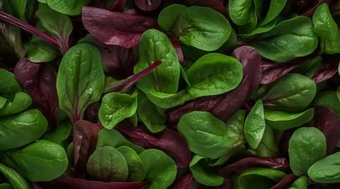 Aromatic Sorrel Herbs Horizontal Background. Stock Photos