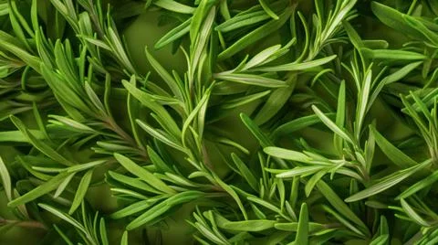 Aromatic Tarragon Herbs Horizontal Background. Stock Illustration
