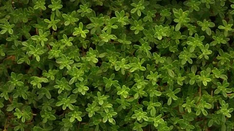 Aromatic Thyme Herbs Horizontal Background. Stock Illustration