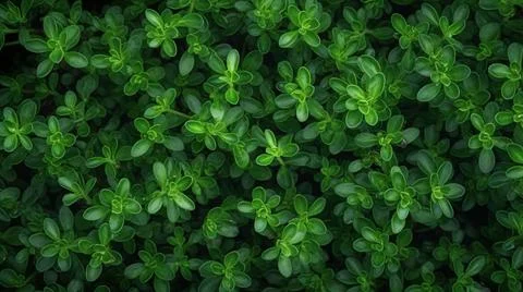 Aromatic Thyme Herbs Horizontal Background. Stock Photos
