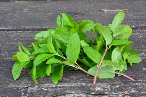 Aromatic wild Mentha Aquatica Stock Photos