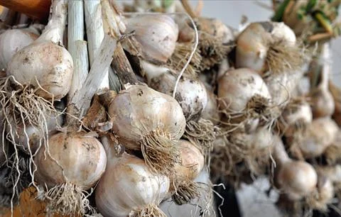 Aromatically garlic Stock Photos