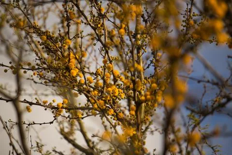 Aromito tree in bloom -  closeup Stock Photos