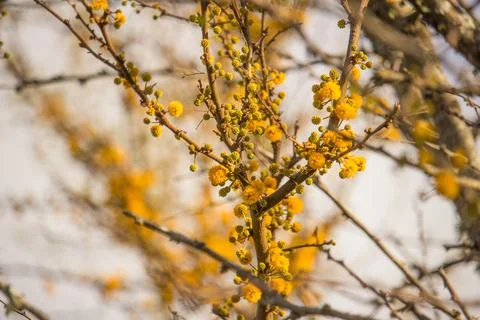 Aromito tree in bloom - macro Stock Photos