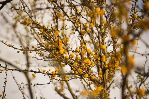 Aromito tree in bloom Stock Photos