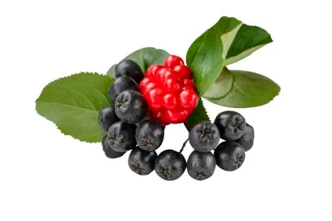 Aronia berries and Schisandra. Isolate on a white background. Stock Photos