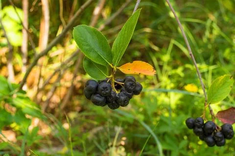 Aronia Berries Stock Photos