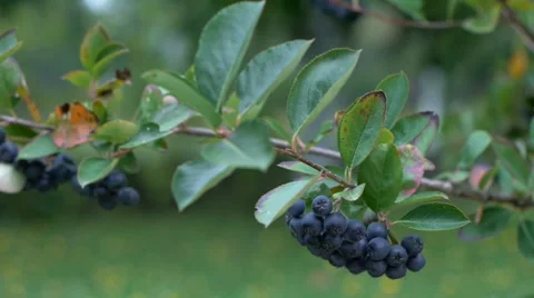 Aronia branch with berries Video stock 66780312