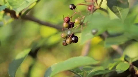 Aronia, camera in motion, shallow depth of field Stock Footage 41450440