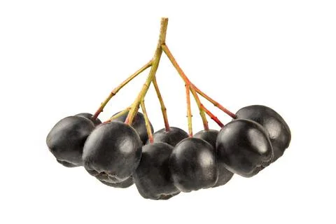 Aronia (Chokeberry) berries and stem, isolated on white background. Aronia... Stock Photos