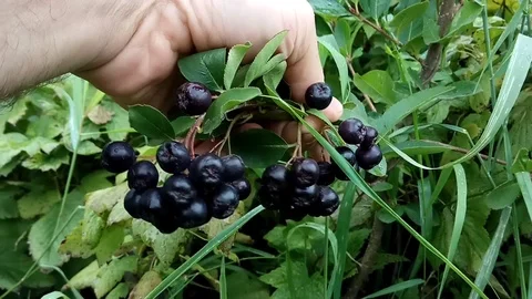 Aronia. Chokeberry in man hand. Stock Footage 79026027