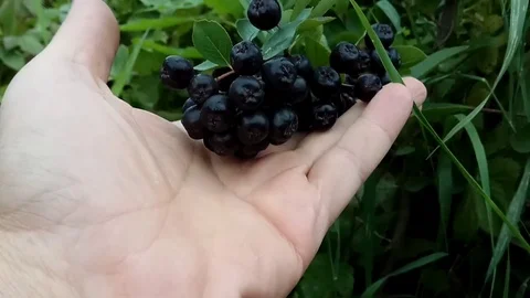 Aronia. Chokeberry in man hand. Stock Footage 79026031
