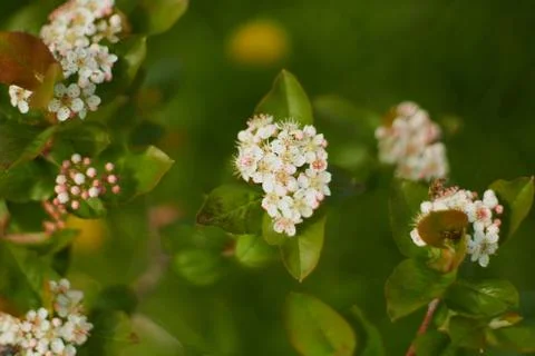 Aronia flower in springtime Stock Photos