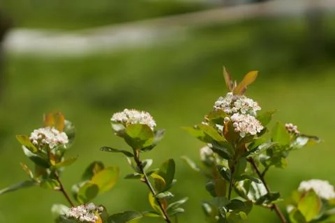 Aronia flower in springtime Stock Photos