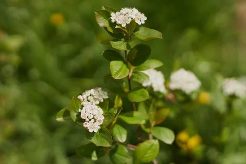 Aronia flower in springtime Stock Photos