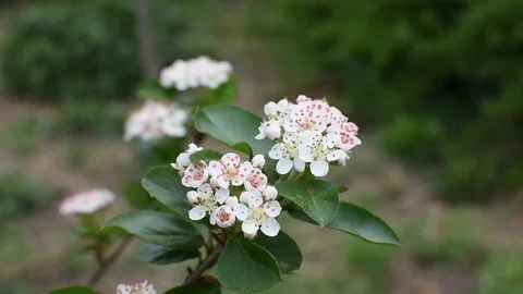 Aronia flowers 스톡 동영상 107256377