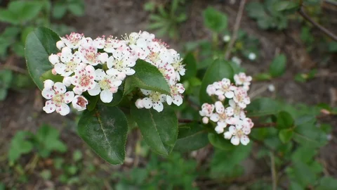 Aronia flowers Video stock 107256405