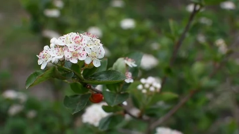Aronia flowers Video stock 107256453