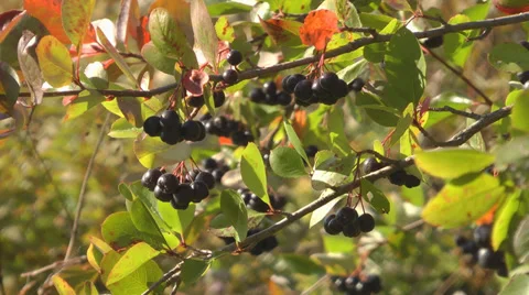 Aronia. Stock Footage 28391553